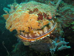 Image of Thorny oyster