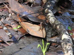 Image of Stuart's Anole