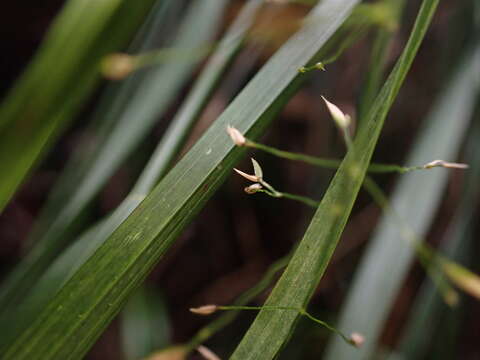 Image of Hawaii Blue Grass