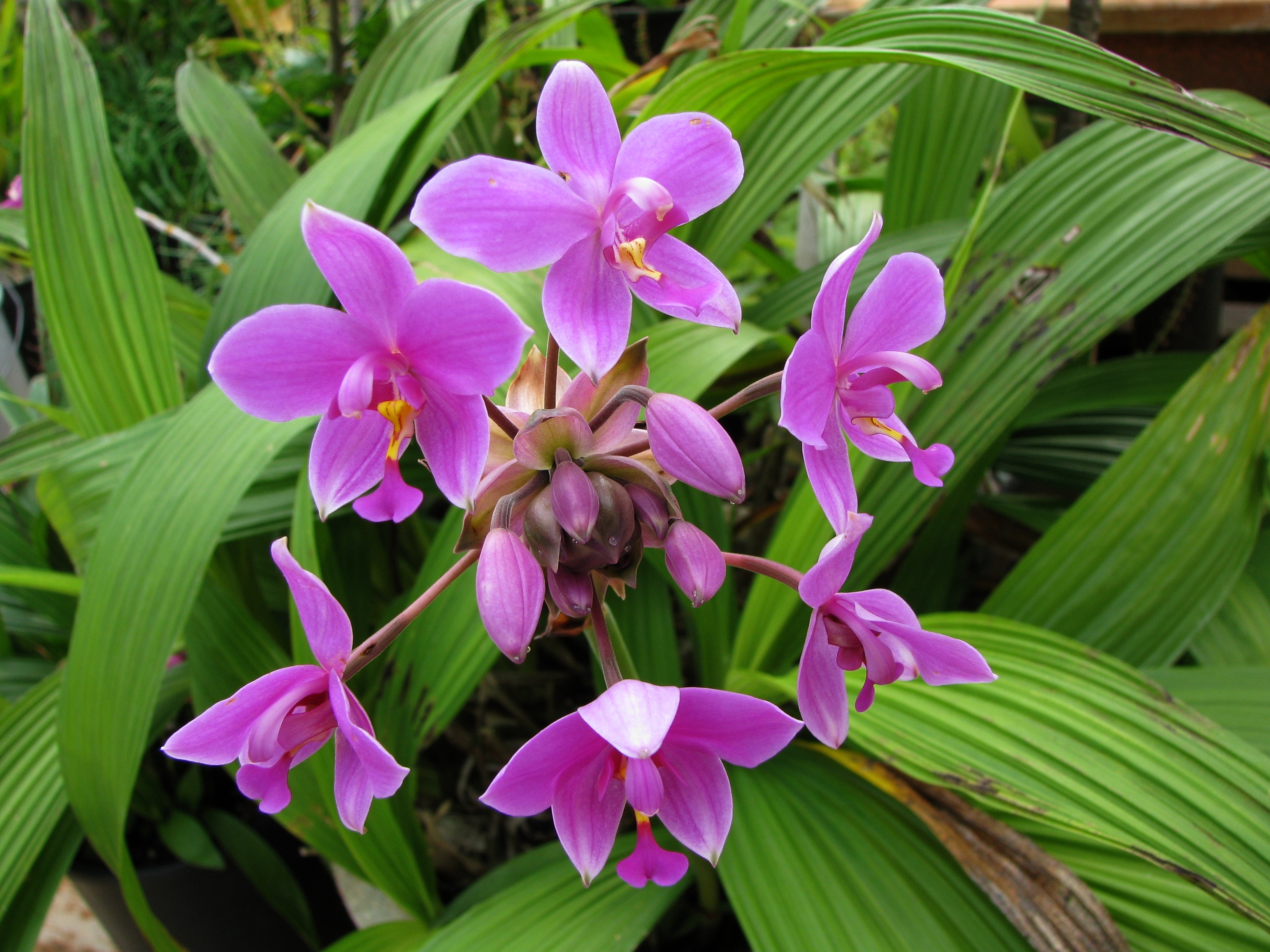 Philippine Ground Orchid Media Encyclopedia Of Life