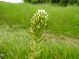 Image of attenuate Indian paintbrush