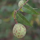 Image of Landolphia camptoloba (K. Schum.) Pichon