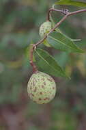 Landolphia camptoloba (K. Schum.) Pichon的圖片