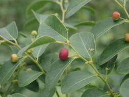 Image of Breynia vitis-idaea (Burm. fil.) C. E. C. Fisch.