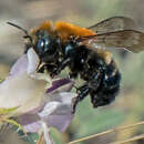 Image de Osmia longula Cresson 1864