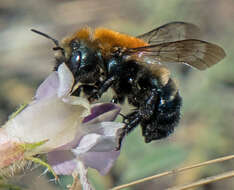 Image of Osmia longula Cresson 1864