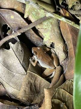 Image of Buea Screeching Frog