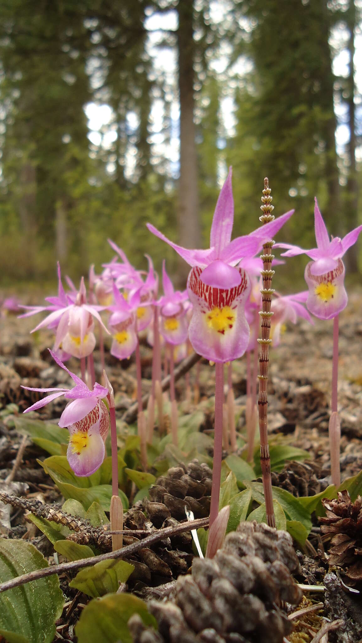 Image of fairy slipper