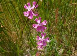 صورة Silene scabriflora Brot.