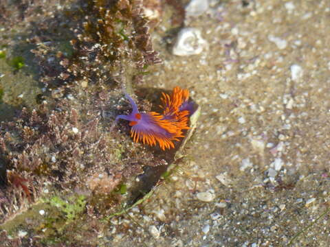 Image of Flabellinopsis MacFarland 1966