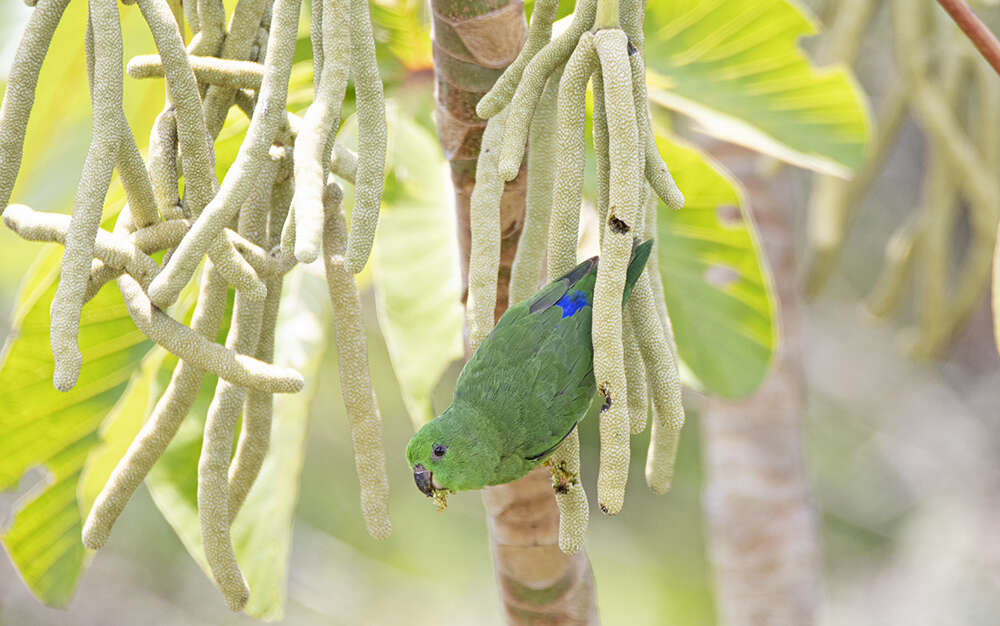 Image of Dusky-billed Parrotlet