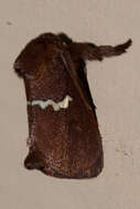 Image of Monoleuca semifascia Walker 1855