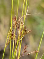 Image of Spreading Beak Sedge