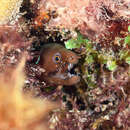Image of Caribbean Chestnut Moray