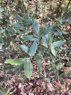 Image of Tamalpais oak