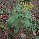 Sivun Senecio ovatus subsp. alpestris (Gaudin) J. Herborg kuva