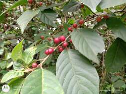 Image of Frangula capreifolia (Schlechtend.) Grubov