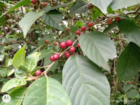 Image of Frangula capreifolia (Schlechtend.) Grubov