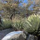 Image of Parry's agave