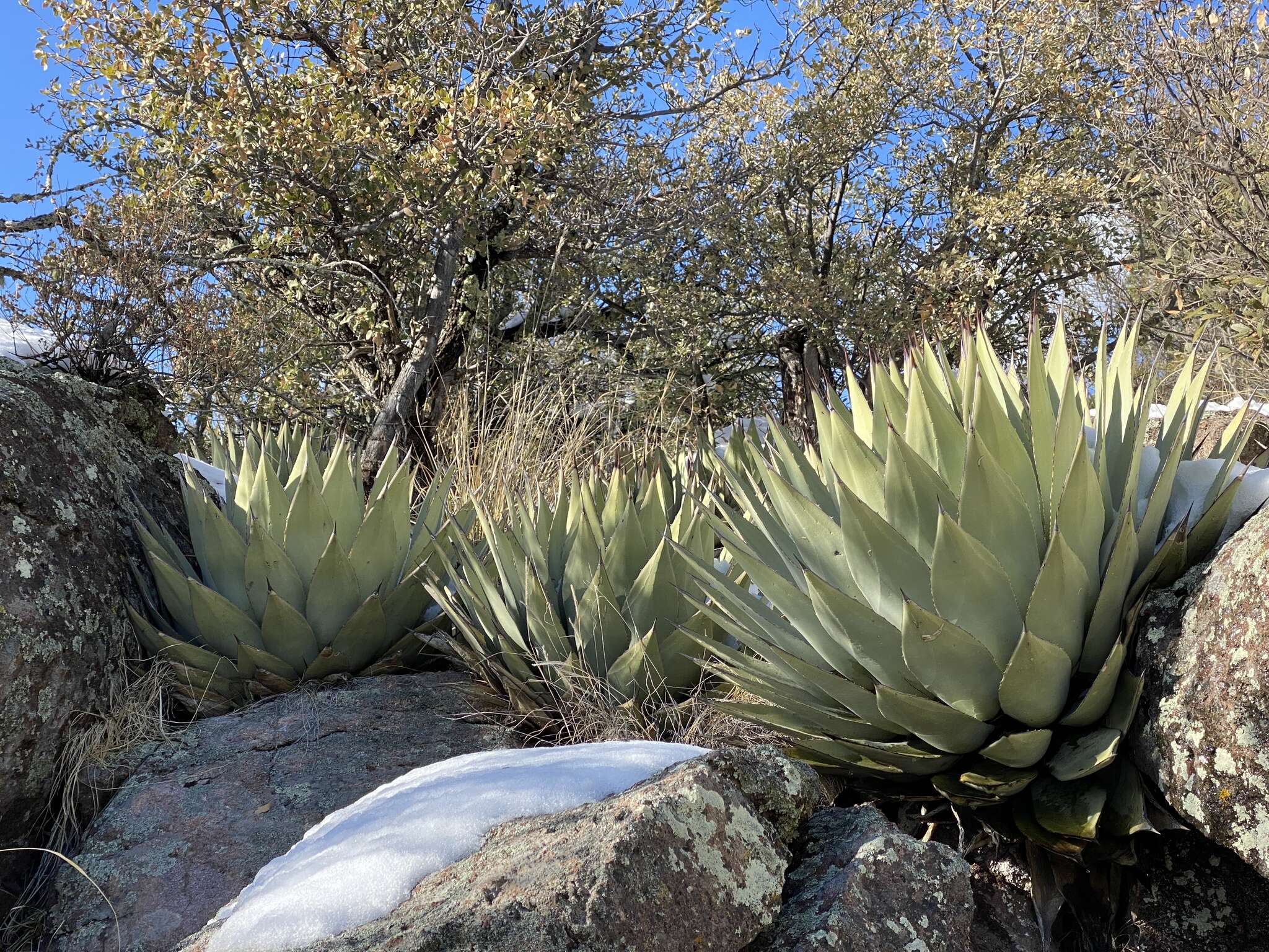 Image of Parry's agave