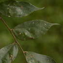 Image of Pterospermum rubiginosum Heyne