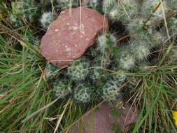 Plancia ëd Austrocylindropuntia floccosa (Salm-Dyck) F. Ritter