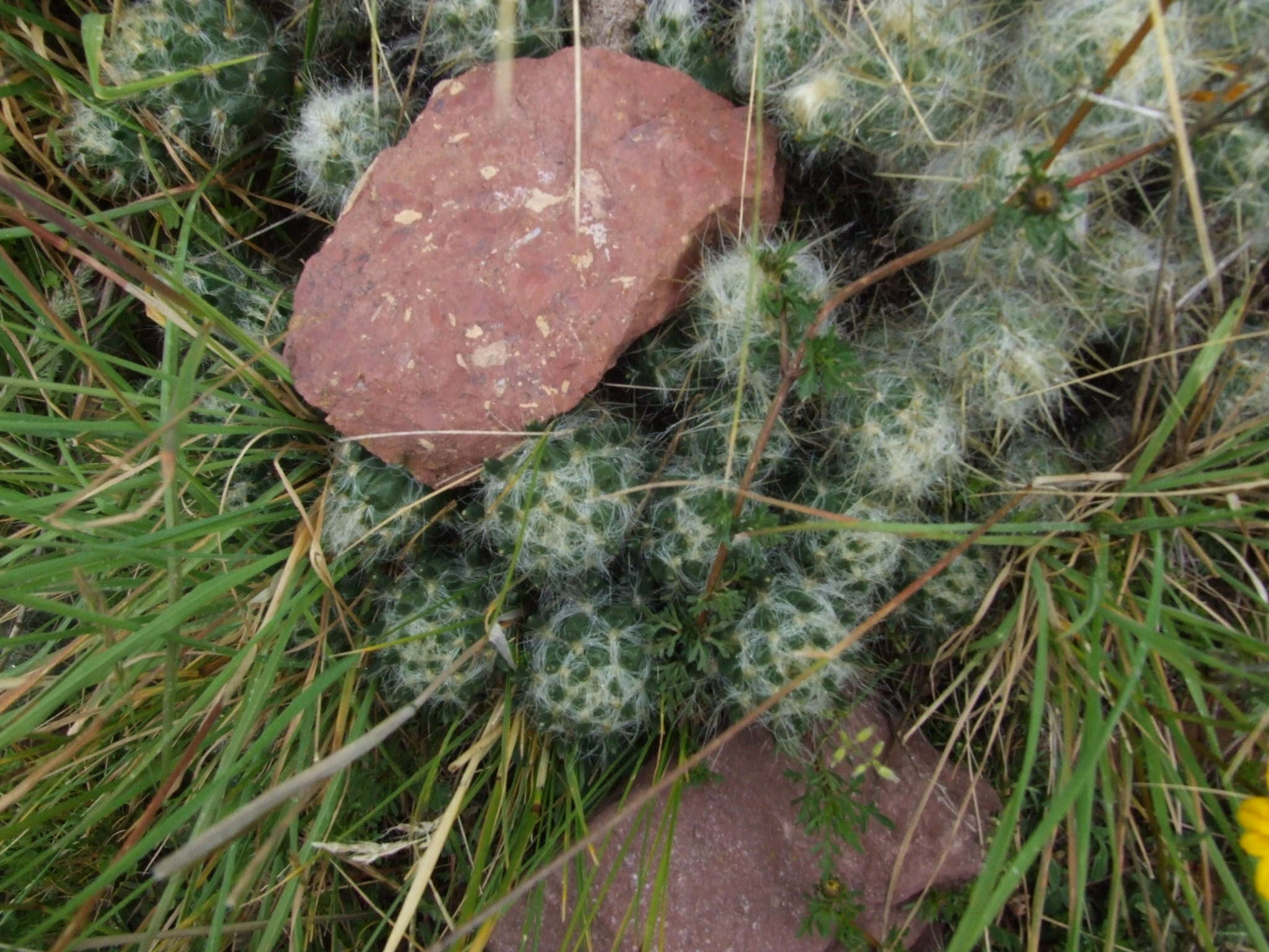 Plancia ëd Austrocylindropuntia floccosa (Salm-Dyck) F. Ritter