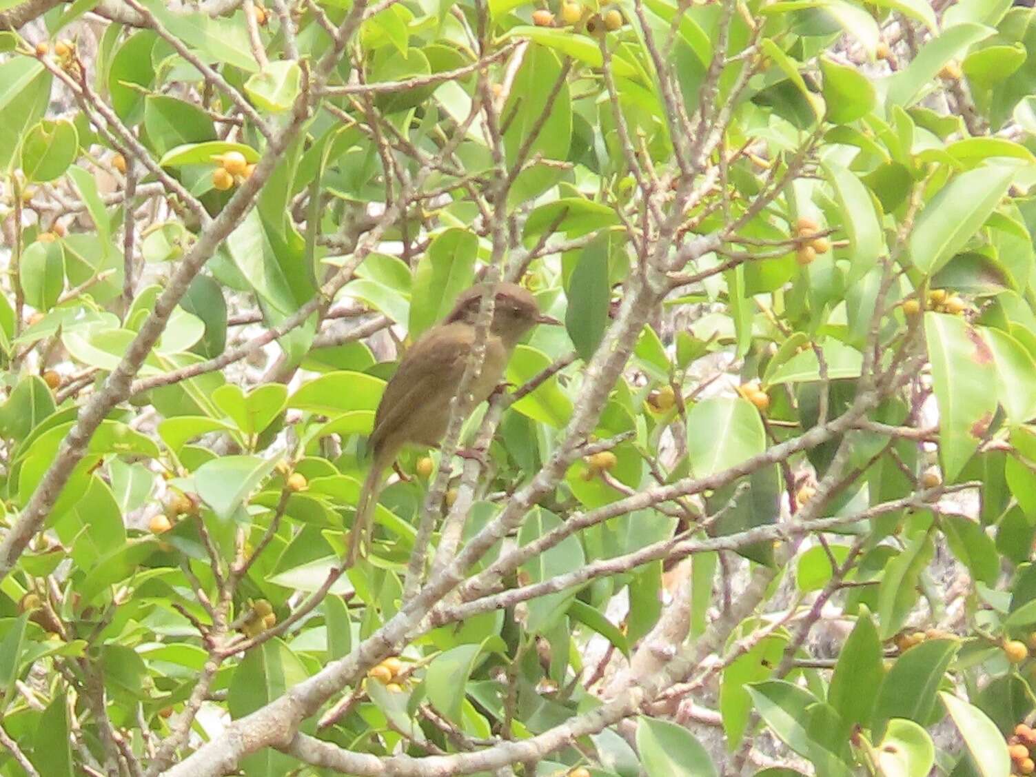 Image of Brown-cheeked Fulvetta