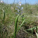 Image of Hyacinthella pallasiana (Steven) Losinsk.