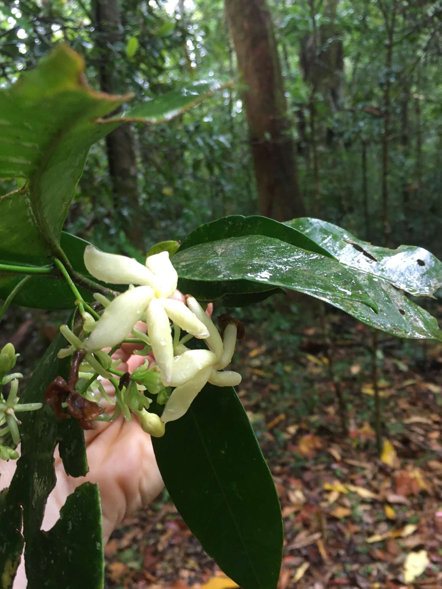 Plancia ëd Tabernaemontana mocquerysii A. DC.