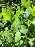 Image of yellow crownbeard