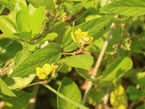 Image of Vigna reflexo-pilosa Hayata