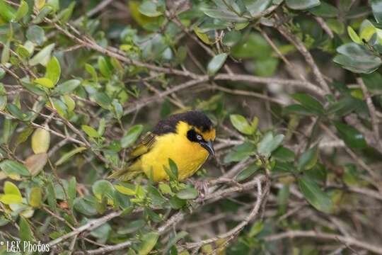 Image of Baglafecht Weaver