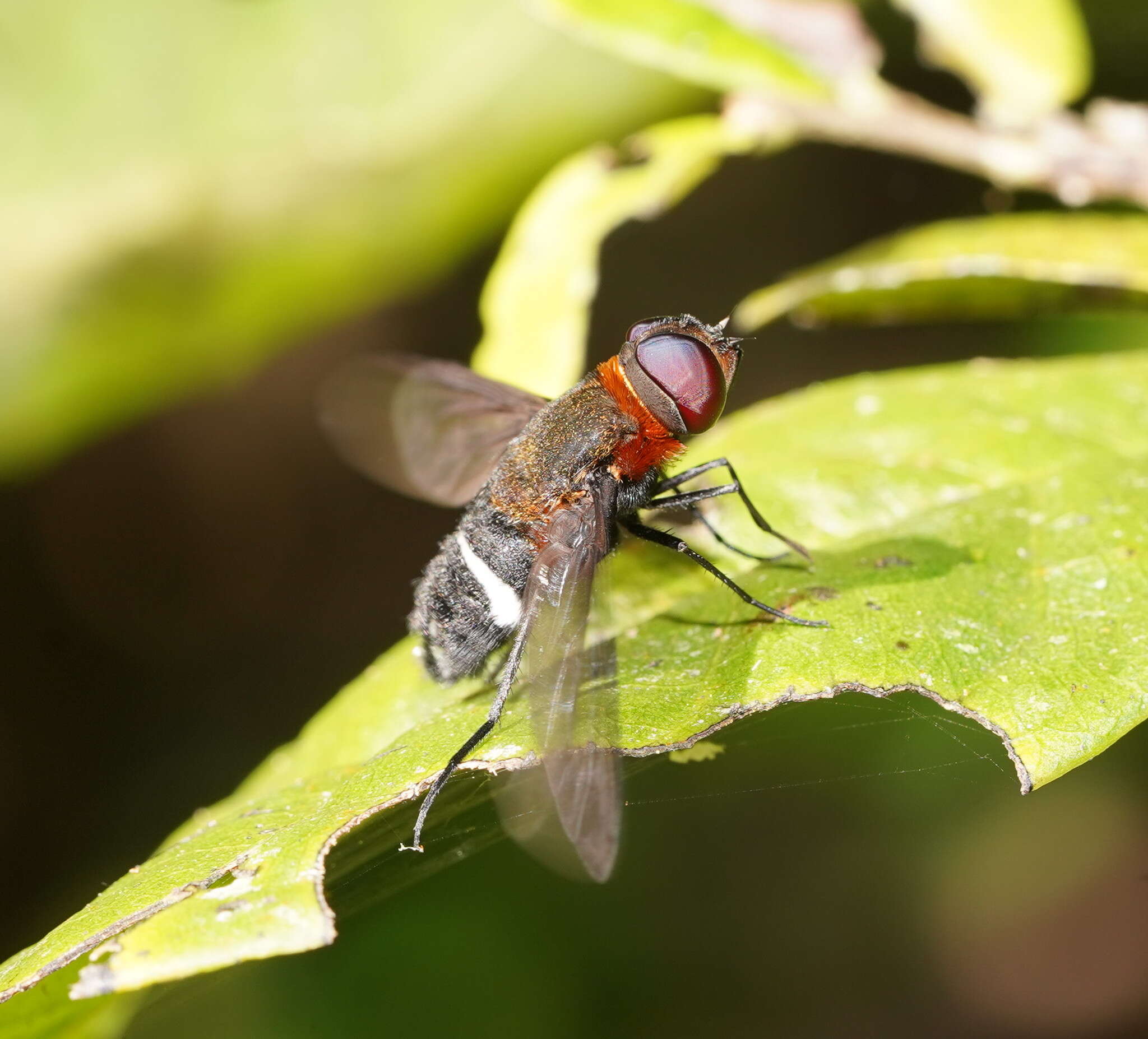 Слика од Ligyra doryca (Boisduval 1835)