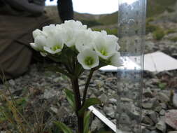 صورة Gentianella corymbifera (T. Kirk) Holub