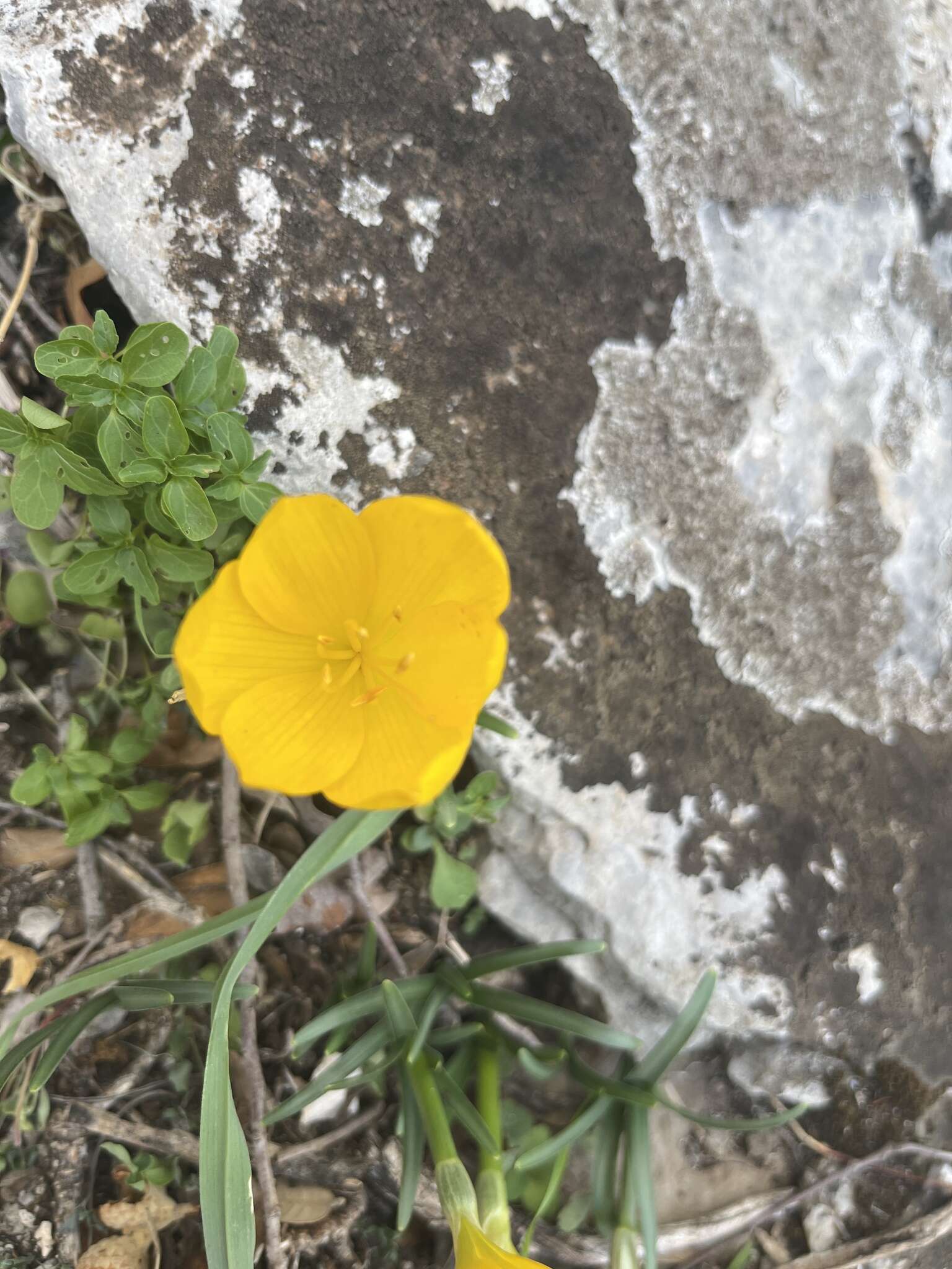 Image de Sternbergia lutea subsp. sicula (Tineo ex Guss.) K. Richt.