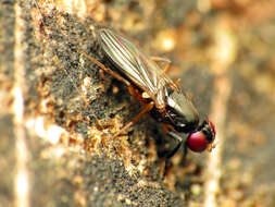 Image of Heteromeringia nitida Johnson 1913