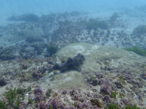 Image of Crested Bullhead Shark