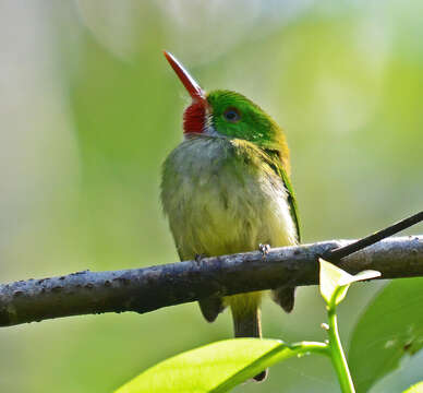 Image of Jamaican Tody