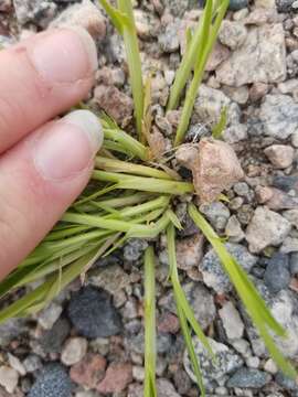 Image of lesser brown sedge