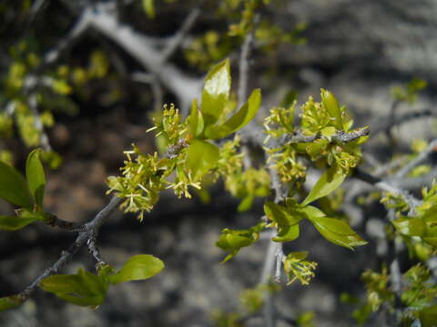 Forestiera pubescens Nutt.的圖片