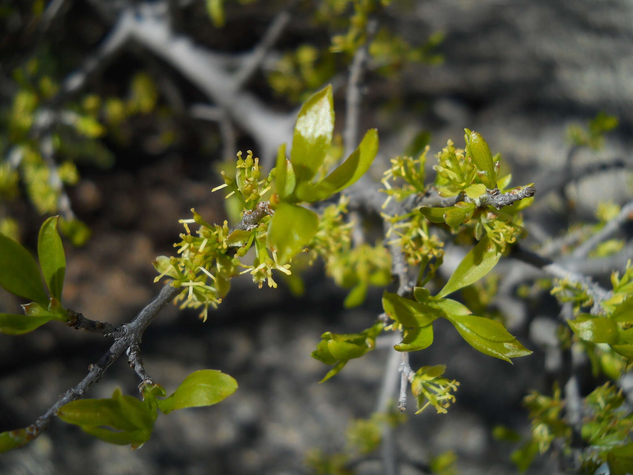 Forestiera pubescens Nutt. resmi