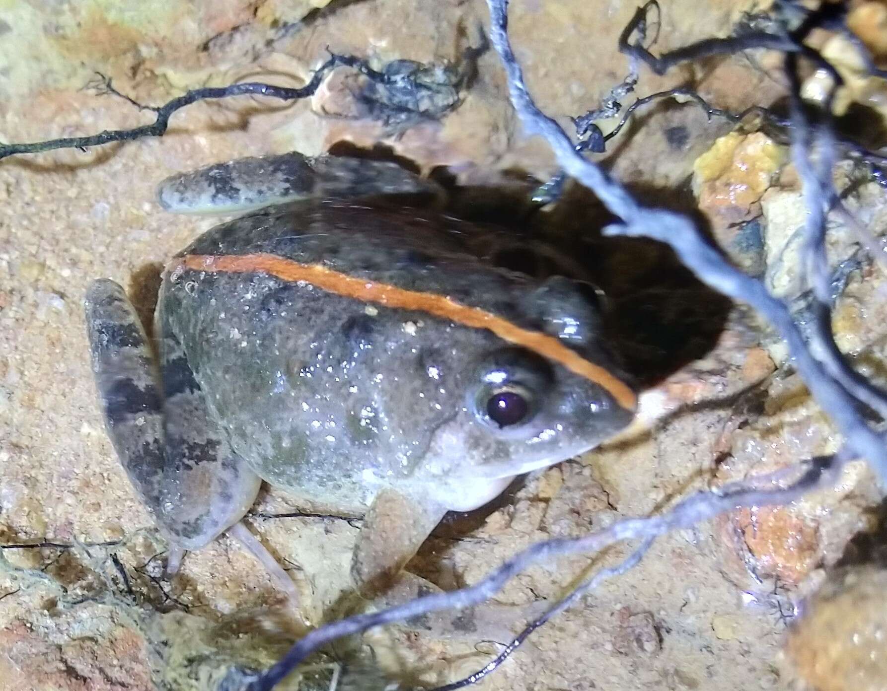 Image of Natal Dwarf Puddle Frog