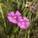 Image of <i>Agalinis flexicaulis</i>