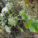 Plancia ëd Ageratina pazcuarensis (Kunth) R. King & H. Rob.