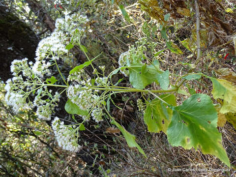 Imagem de Ageratina pazcuarensis (Kunth) R. King & H. Rob.