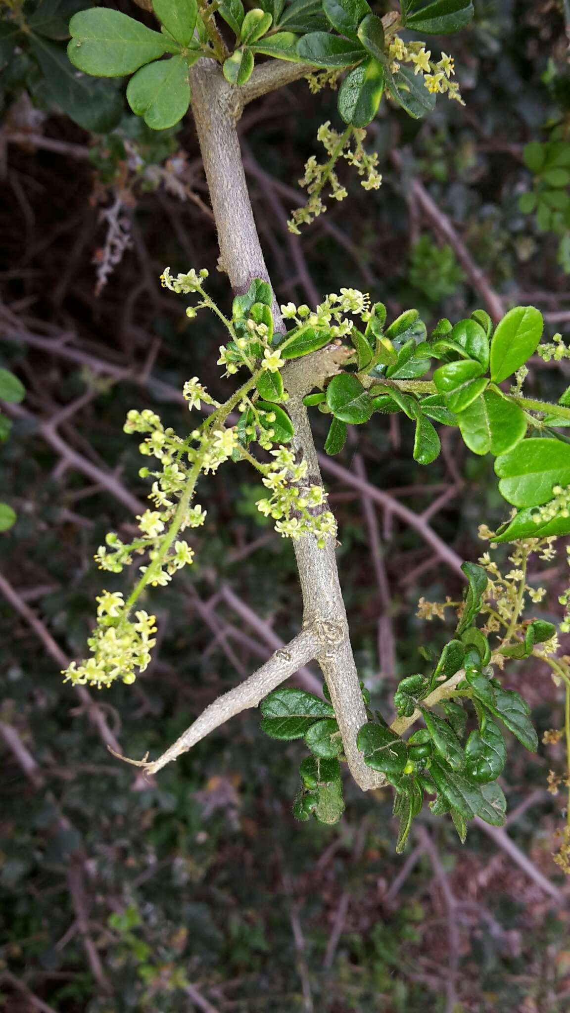 Image of Searsia longispina (Eckl. & Zeyh.) Moffett