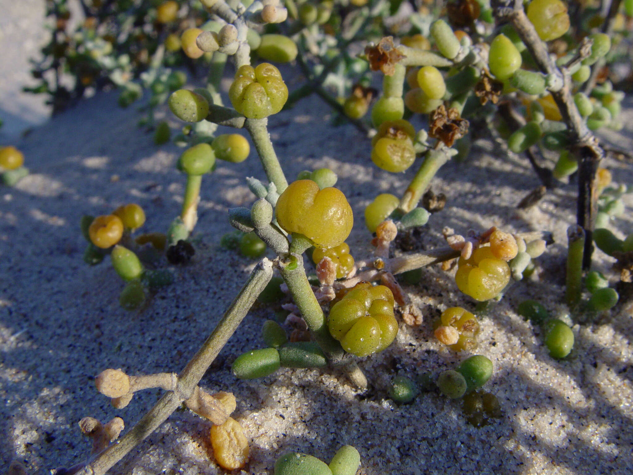 Image of Tetraena alba (L. fil.) Beier & Thulin