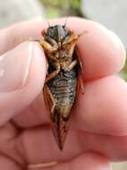 Image of Decula Periodical Cicada