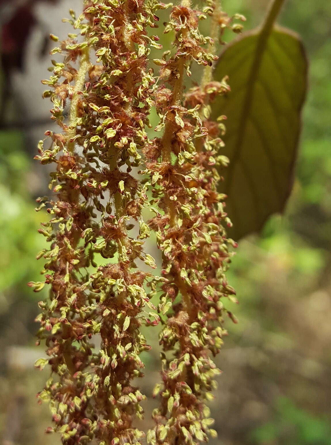 Imagem de Quercus candicans Née